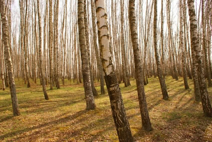 Licence pro forêt et environnement