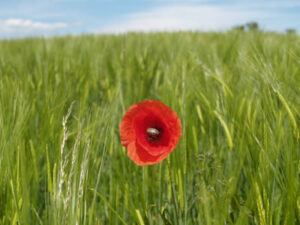 formation aux métiers de la nature