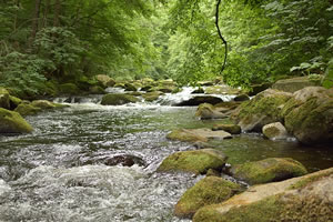 Licence pro Forêts, gestion et préservation de la ressource en eau