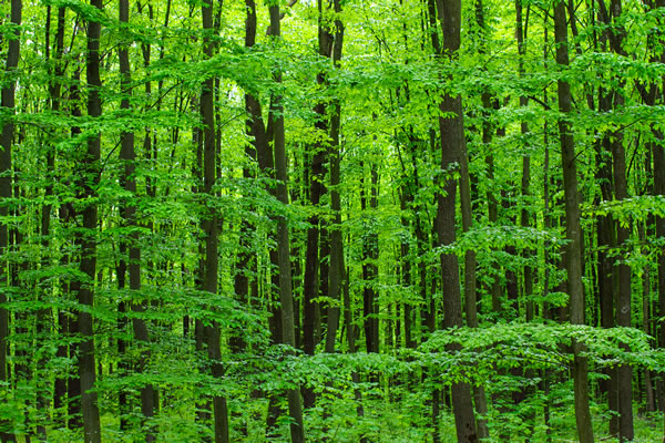 formation forêt nature société