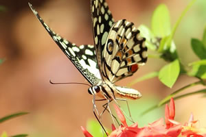 papillon : biosciences et bio-géosciences
