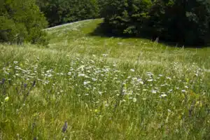 formation plantes génie écologique