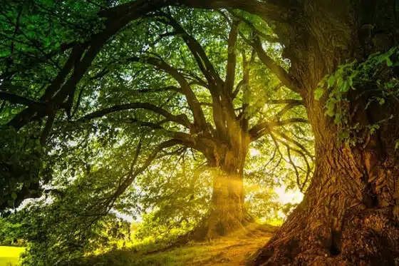vieux arbres et aménagement arboré