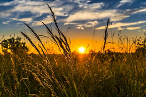 Master agrobiodiversité Darwin