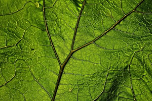 biocontrôle santé des plantes