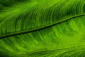 master écologie fonctionnelle à Rennes