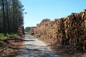 métiers bois et forêt