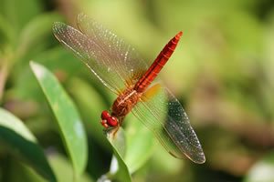 master biodiversité apprentissage