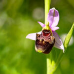 recrutement apprenti biodiversité