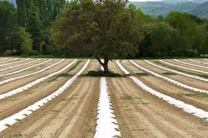 master droit de l'alimentation et agroécologie