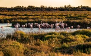 Travailler dans un Parc naturel régional 1 parc naturel de Camargue