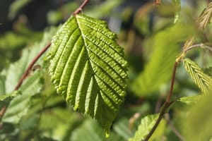 témoignages sur les métiers de la forêt