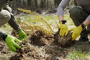 bénévolat environnement