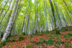 forestier forêt de hêtres