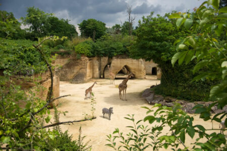 Girafes Bioparc