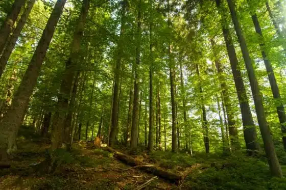 forêt de hêtres