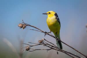 ornithologie études des oiseaux