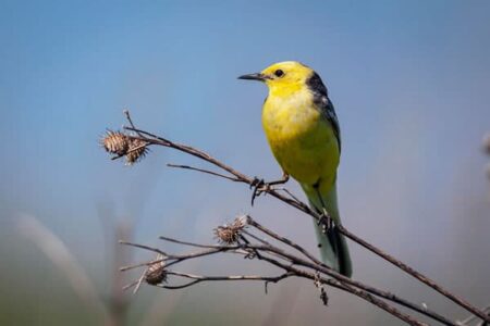 ornithologie études des oiseaux