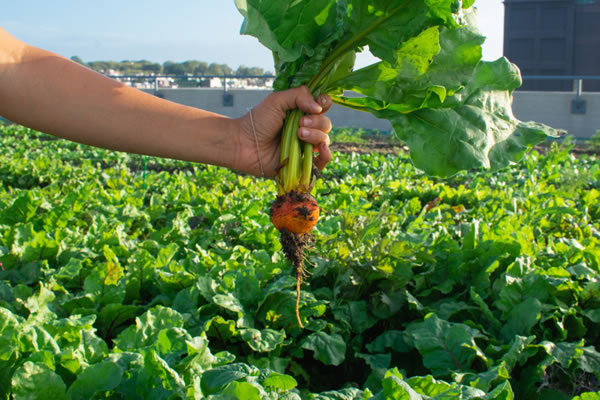 formation agricultures périurbaine