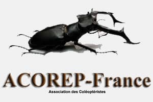 ACOREP association de coléopteristes