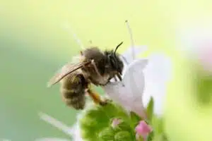 master conservation de la biodiversité