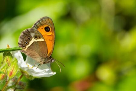 bachelor espace naturel écodiversité