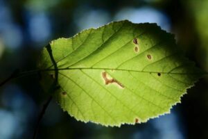 biocontrôle santé des plantes