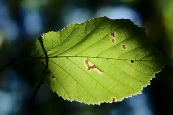 le biocontrôle au service de la santé des plantes