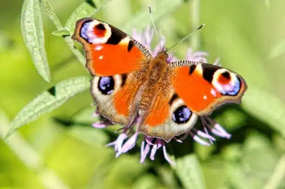 le papillon, exemple de biodiversité à protéger