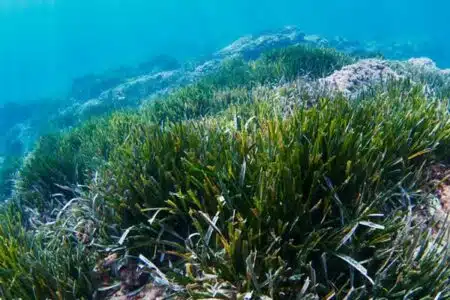 fonds marins Méditerranée posidonies