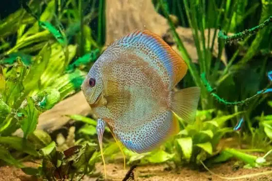 formation en aquaculture et aquariologie