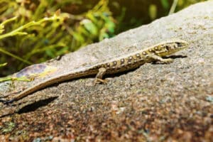 chargé de mission biodiversité