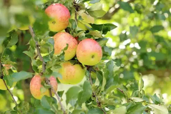 pommiers en agriculture biologique