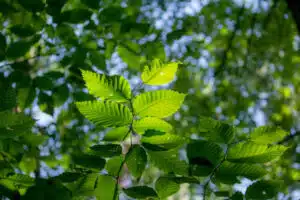 arbres en milieux naturels