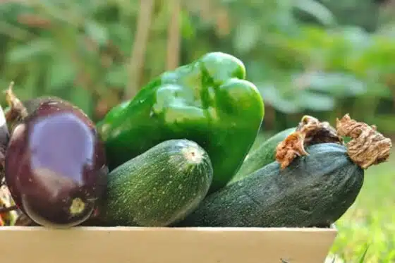 légumes en agriculture biologique