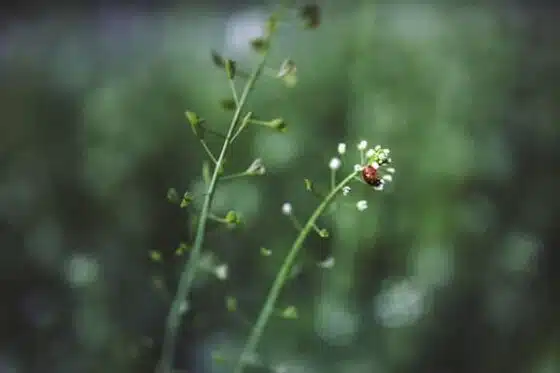 sciences du vivant et nature