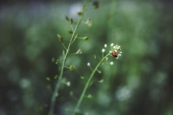 sciences du vivant biodiversité