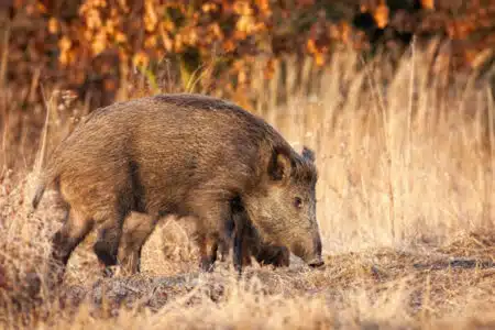 sanglier cynegetique