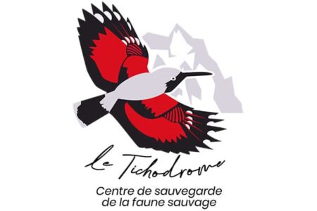 tichodrome sauvegarde la faune sauvage