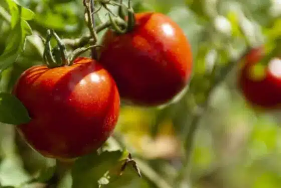 tomates en agriculture biologique
