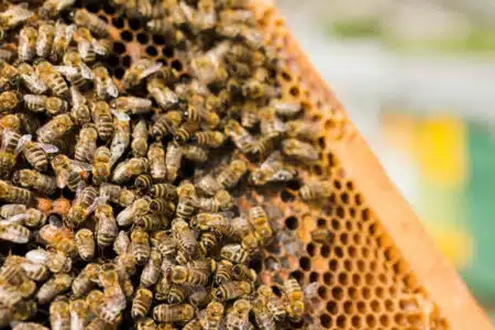 abeilles apiculture