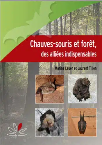 chauve-souris et forêts