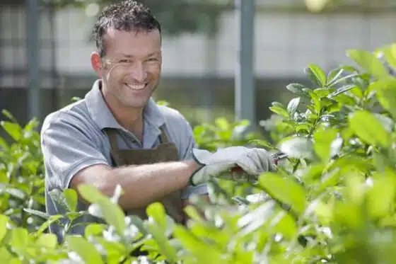 horticulture dans une serre