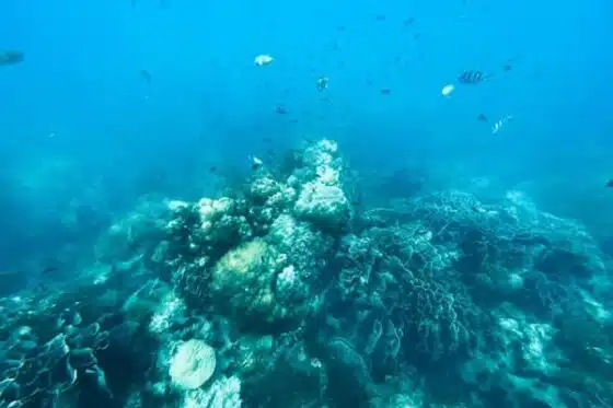 msc écologie marine