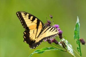 photo naturaliste papillon