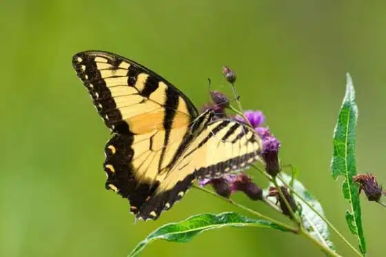 photo naturaliste de papillon