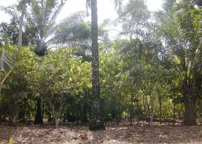 Cacao Palmiers Didier Snoeck