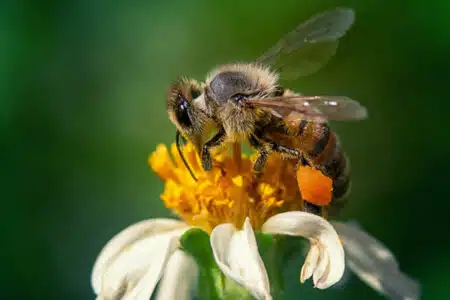 abeille et pollen