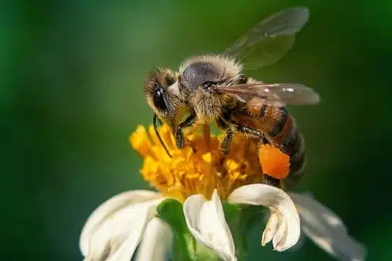abeille qui récole du pollen sur une fleur