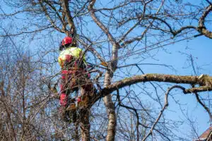 formation taille des arbres